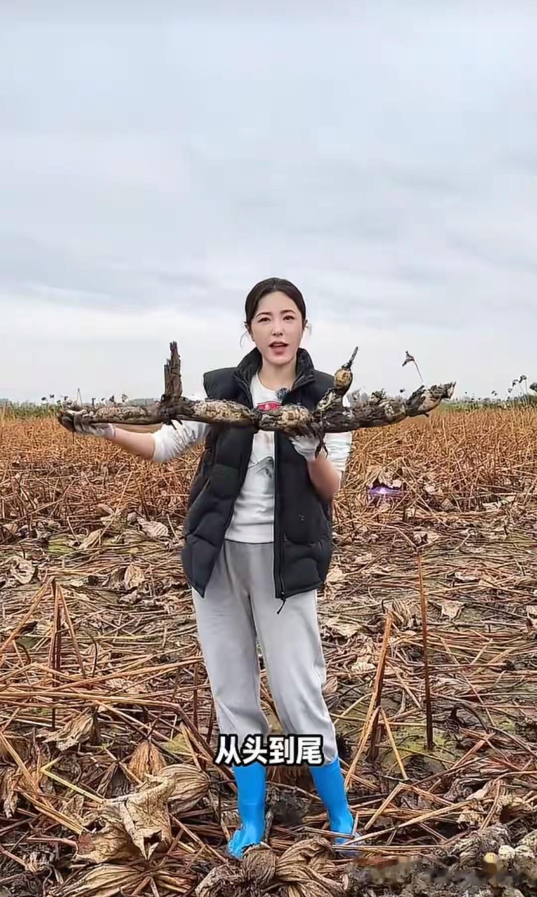 49岁曾黎扎进泥地挖藕超卖力，卫衣马甲穿搭，比路人还接地气