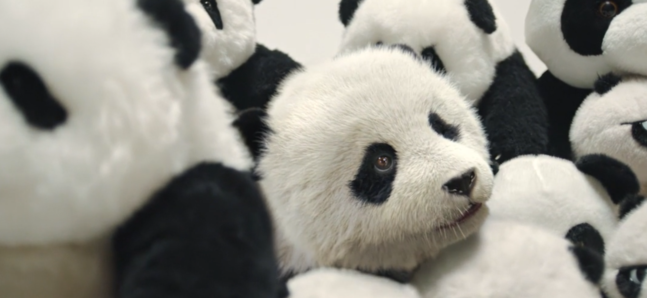 亏损超1.94亿，请来三国明星也不行，我感慨：这块金字招牌砸了?