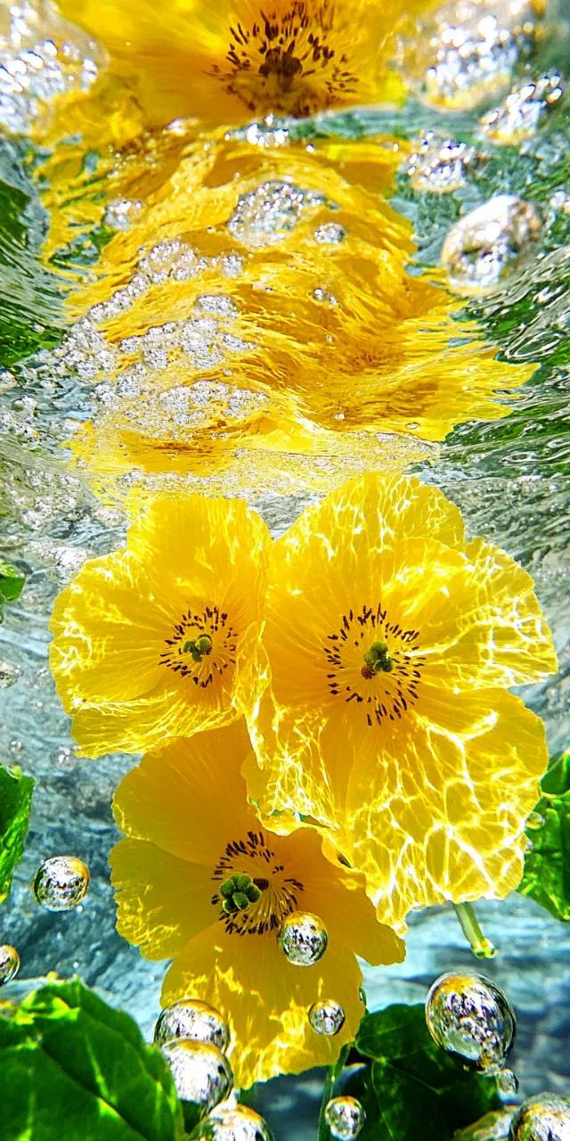 咕咚咕咚，感觉在水底呼吸｜超清新治愈的手机屏保，清凉一夏！