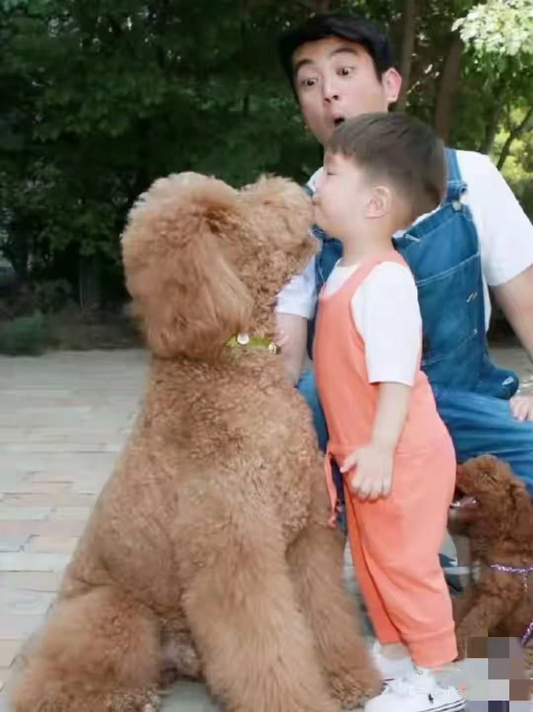 霍思燕身穿红旗袍惊艳欧洲！带爱犬为国夺冠，唯一的中国队
