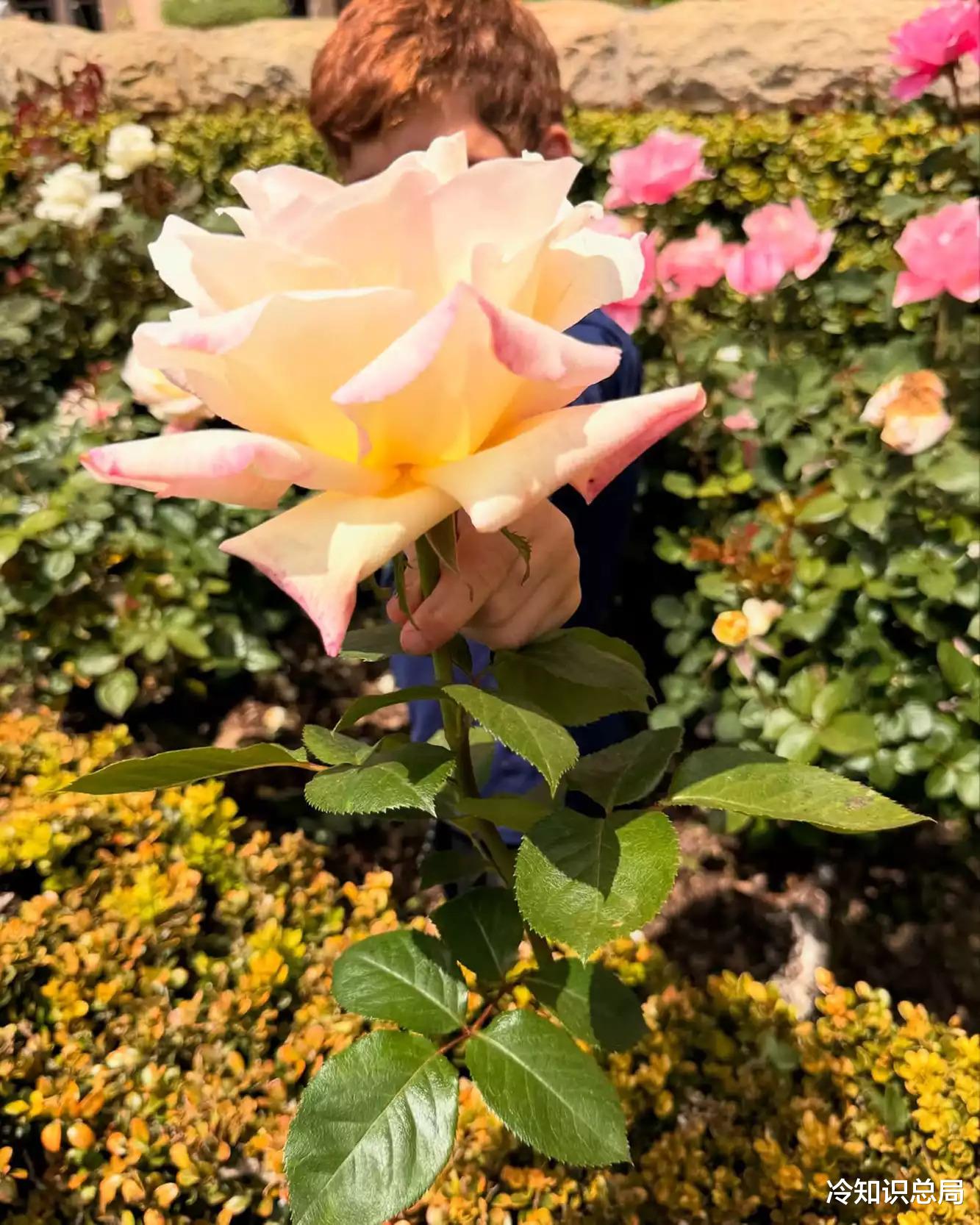 梅根发布阿奇王子6岁生日照，王室没有祝福，完全不如夏洛特公主