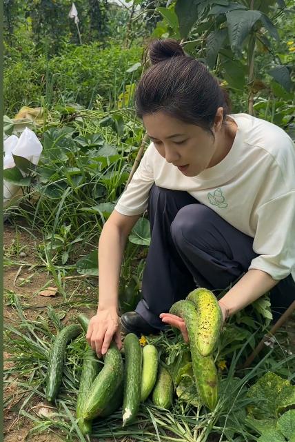 48岁曾黎回老家种地！满脸褶头发花白断崖衰老，徒手摘黄瓜像农妇