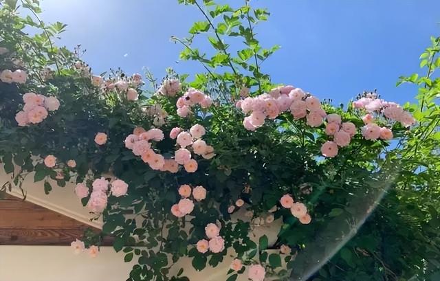 45岁张静初的院子，小院花花草草，圈粉无数网友，是向往的生活