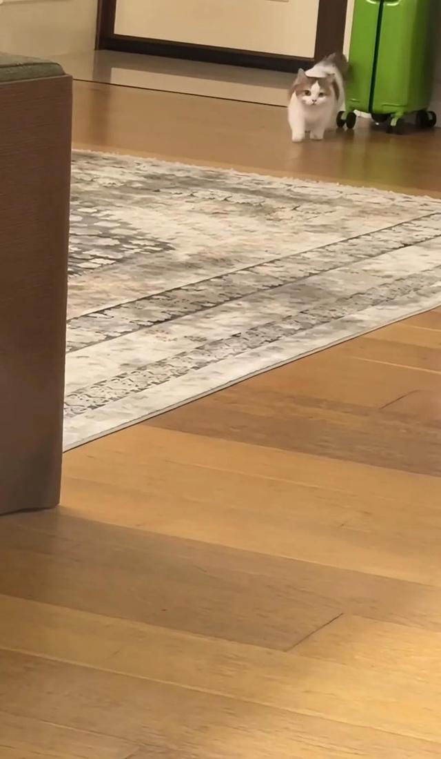 张馨予晒广州豪宅内景,老公何捷37岁一身腱子肉,在客厅健身撸猫