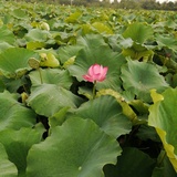 翠岚漫说小姐姐