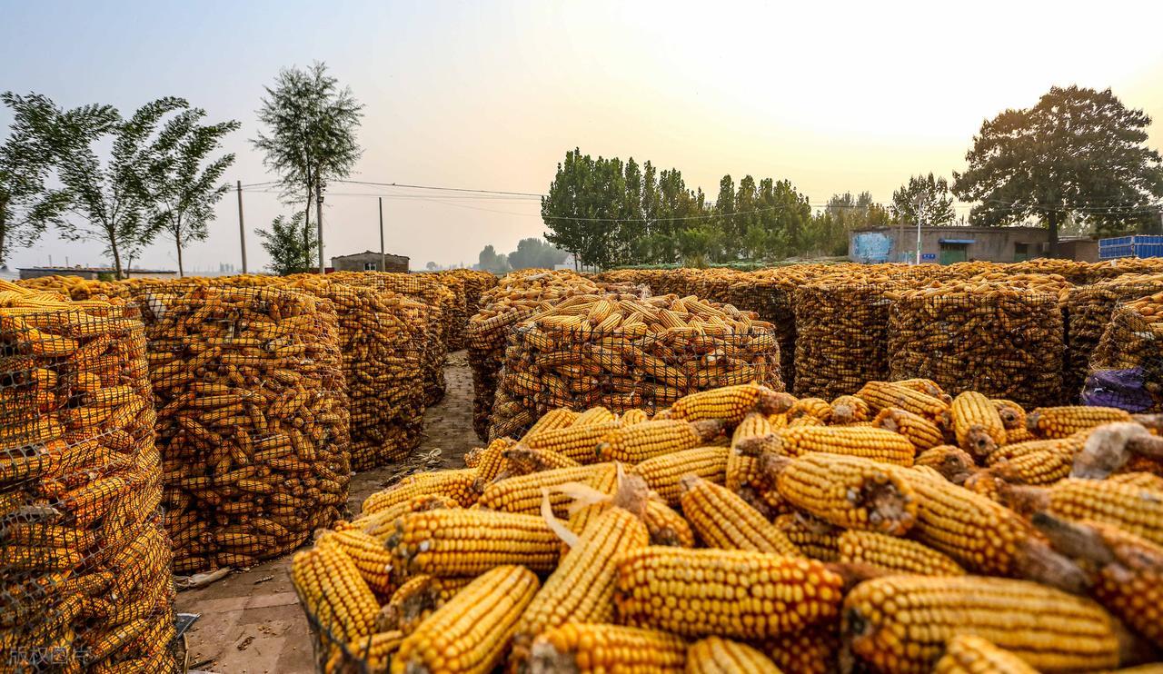 玉米突然“一动一静”，有点瘆人！