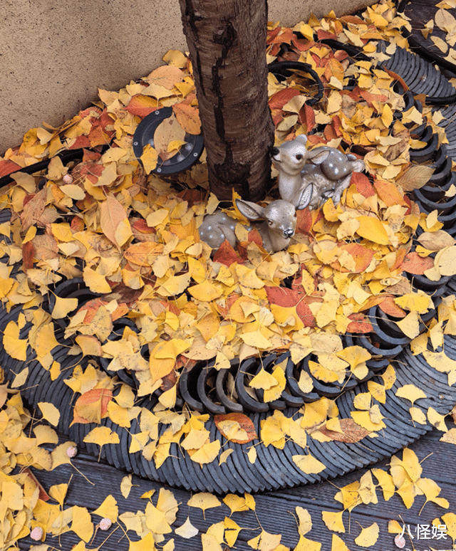 赵文卓妻女北京别墅赏秋，院里满是落叶，仨子女只有小女儿留身边