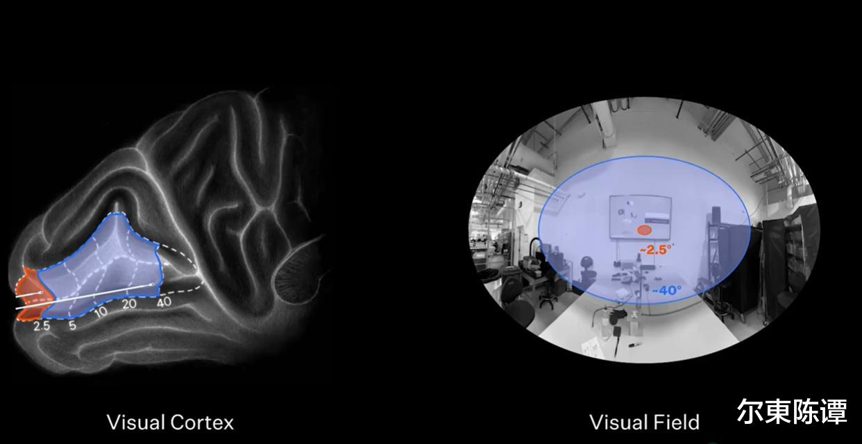 馬斯克腦機接口炸場！癱瘓者秒變游戲大神，2028年大腦連AI