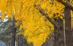 我确诊癌症后，亲手把小姨子送监狱