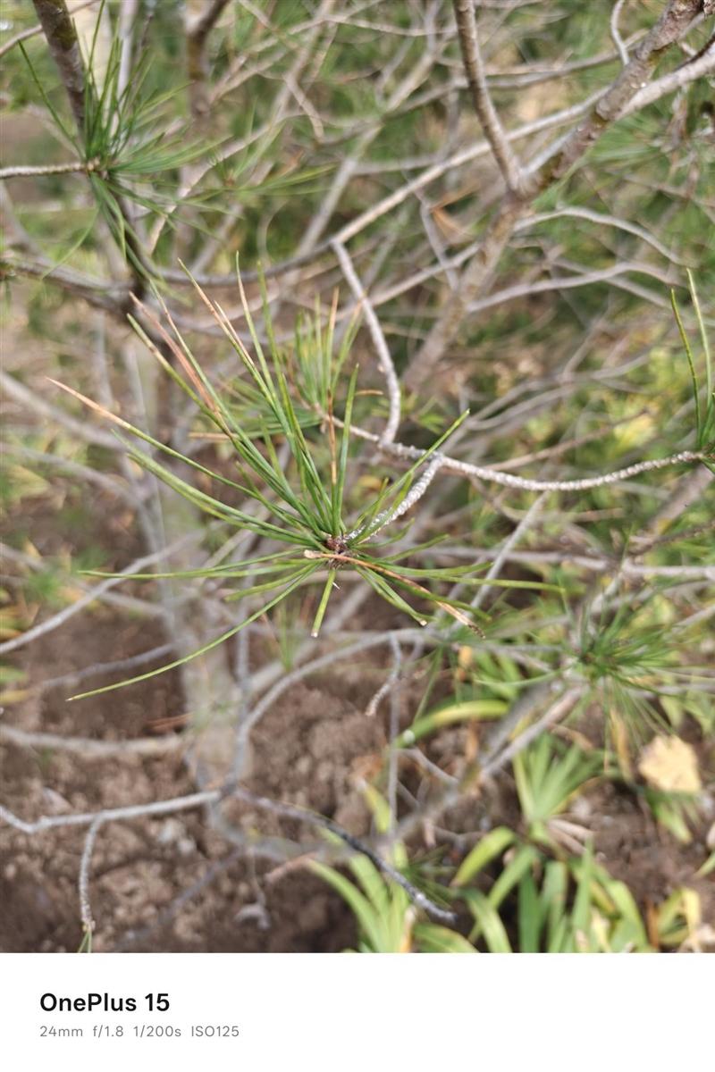 性能至上！ 一加 15評測：風馳游戲內核賦能 第五代驍龍8至尊版釋放極致戰力