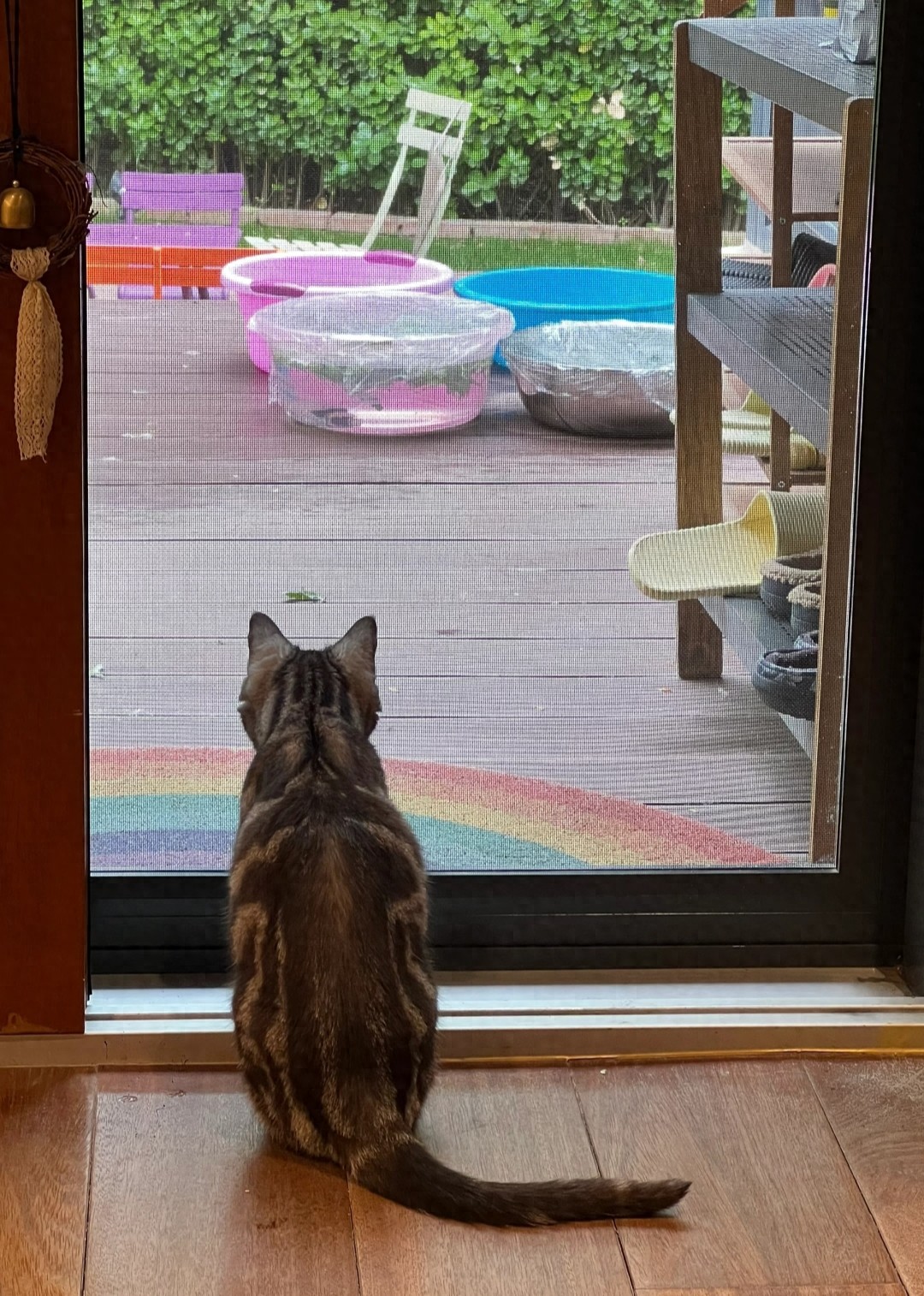 45岁姚晨晒居家日常，别墅装修很温馨，花园种满山楂石榴儿子很帅