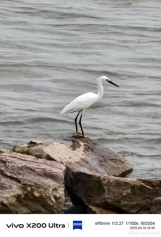 用vivo X200 Ultra长焦拍鸟,怎么这么强?