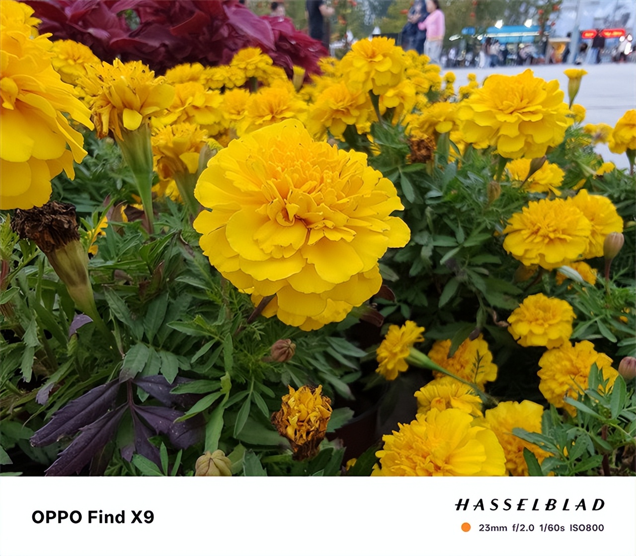 OPPO Find X9超越Pro版 最強標準版旅拍神器驚艷四座