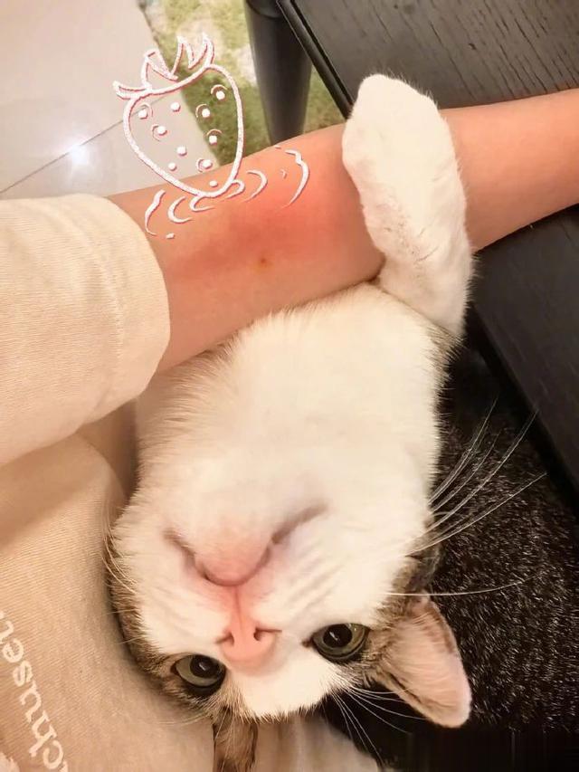 杨幂晒刮痧小猫:萌趣背后的温情与治愈