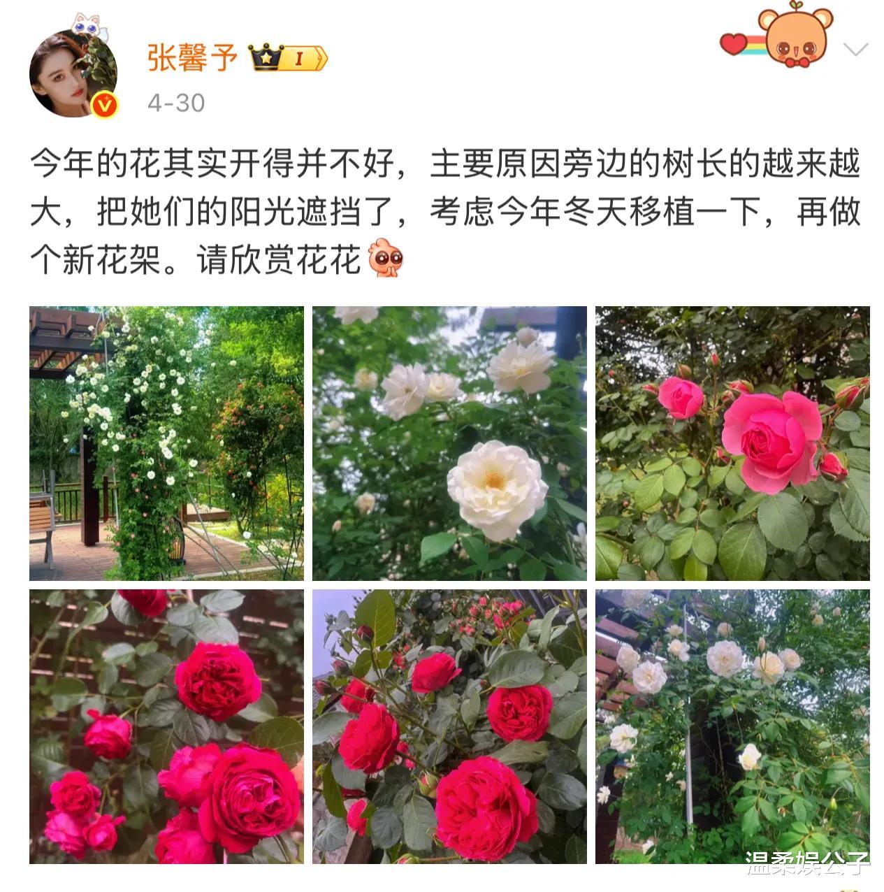 张馨予的小院又又火了!枇杷压弯枝头!沉甸甸的果子满是幸福