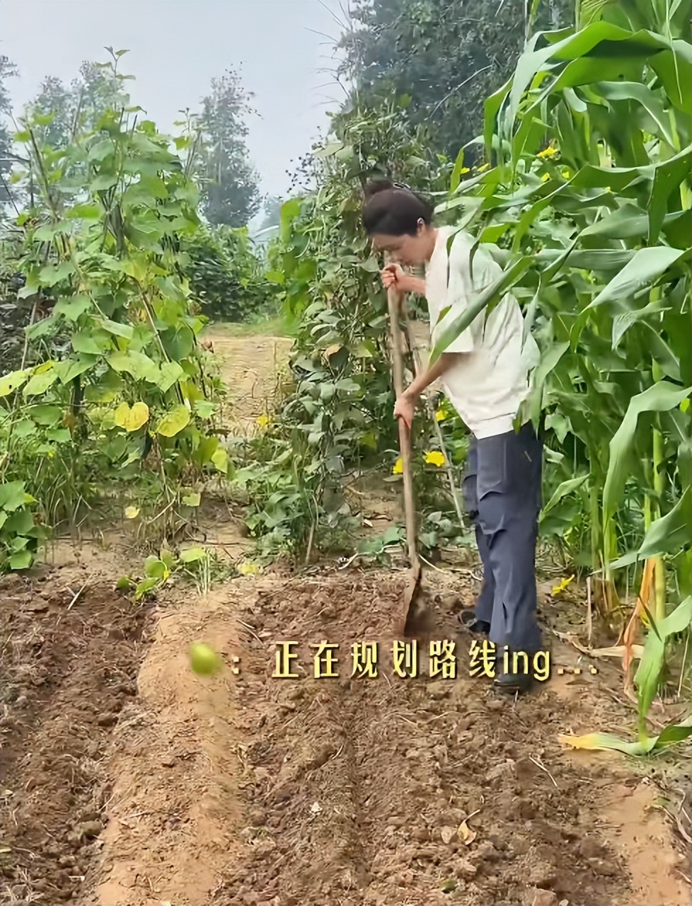 48岁曾黎回老家种地！满脸褶头发花白断崖衰老，徒手摘黄瓜像农妇