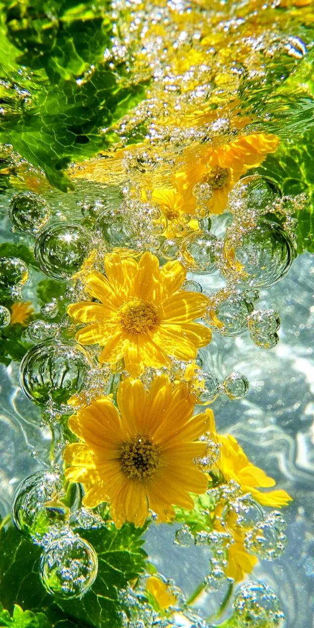 咕咚咕咚，感觉在水底呼吸｜超清新治愈的手机屏保，清凉一夏！