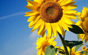 胃癌晚期，我妈逼我捐肾给赌鬼弟弟