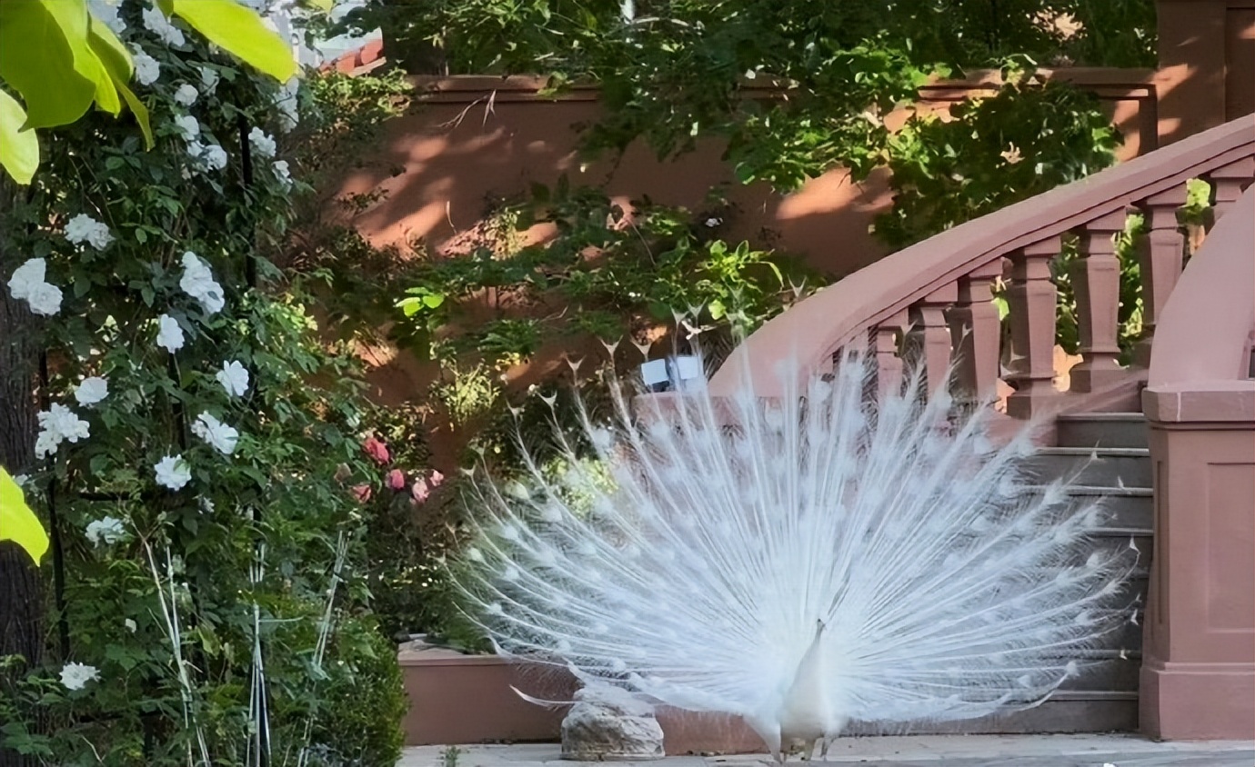 杜江也没想到,他退圈12年的老婆霍思燕,如今让世界再次刮目相看