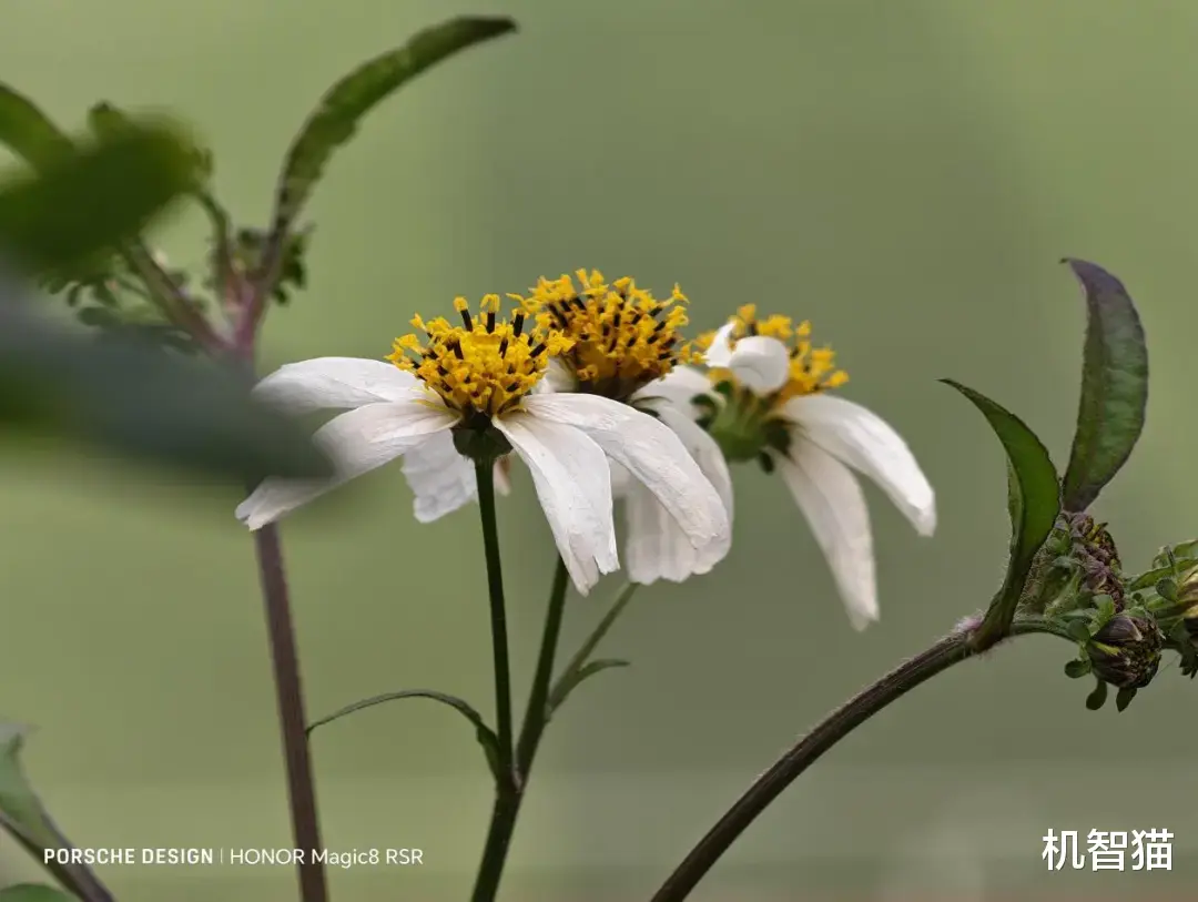 榮耀Magic8 RSR 保時捷設(shè)計測評：高端旗艦也要“去油膩”