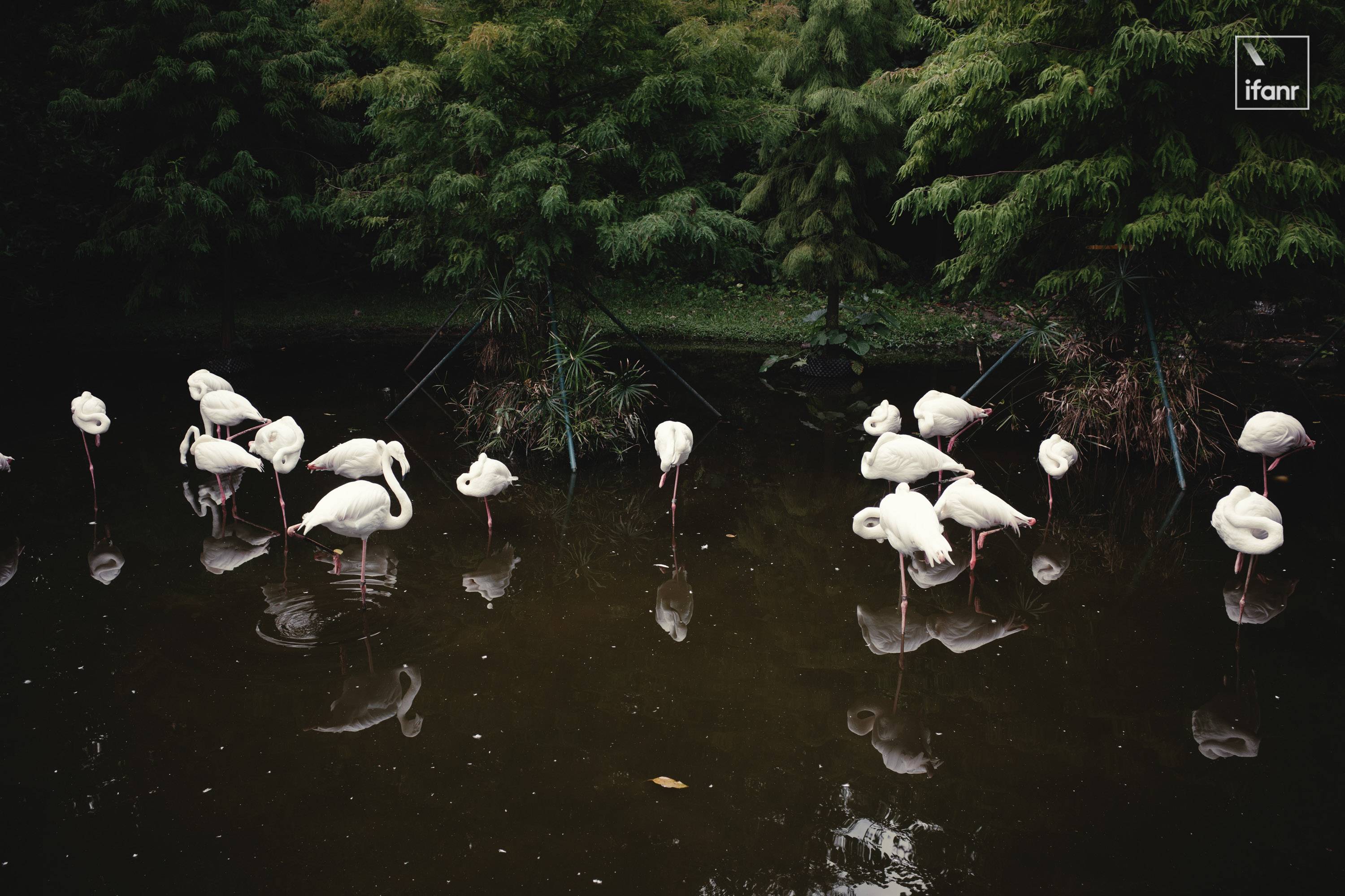 理光 GR4 深度體驗：變了的市場，不變的理光