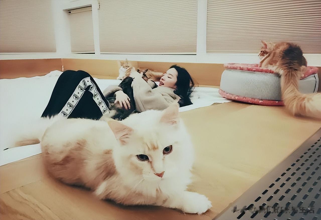 刘亦菲的“豪宅”火了:不搞金碧辉煌,却凭猫狗相伴“圈粉无数”