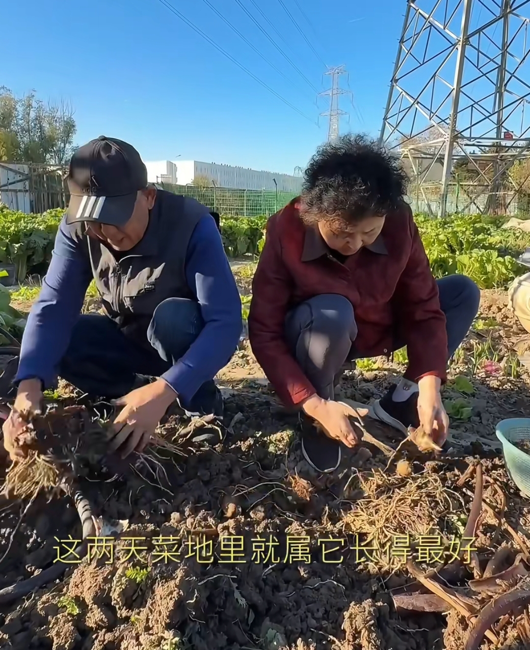 梅婷在家用农家菜宴客,公婆种菜不和他们同住,公公回应重男轻女