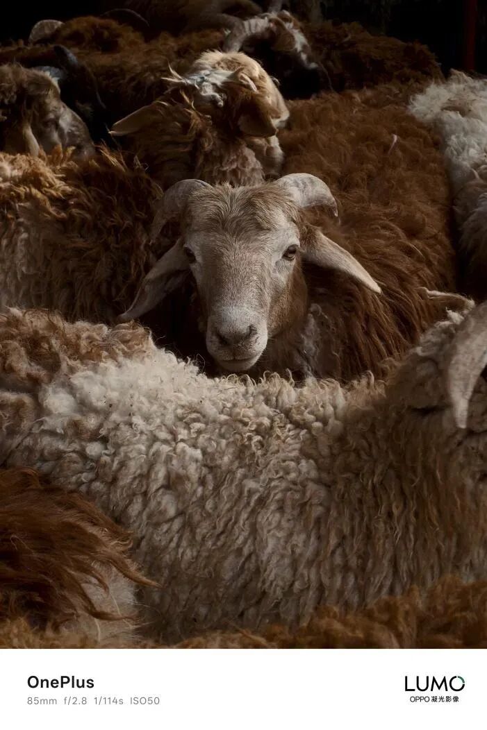 一加15真機亮相，一加游戲大會2025官宣