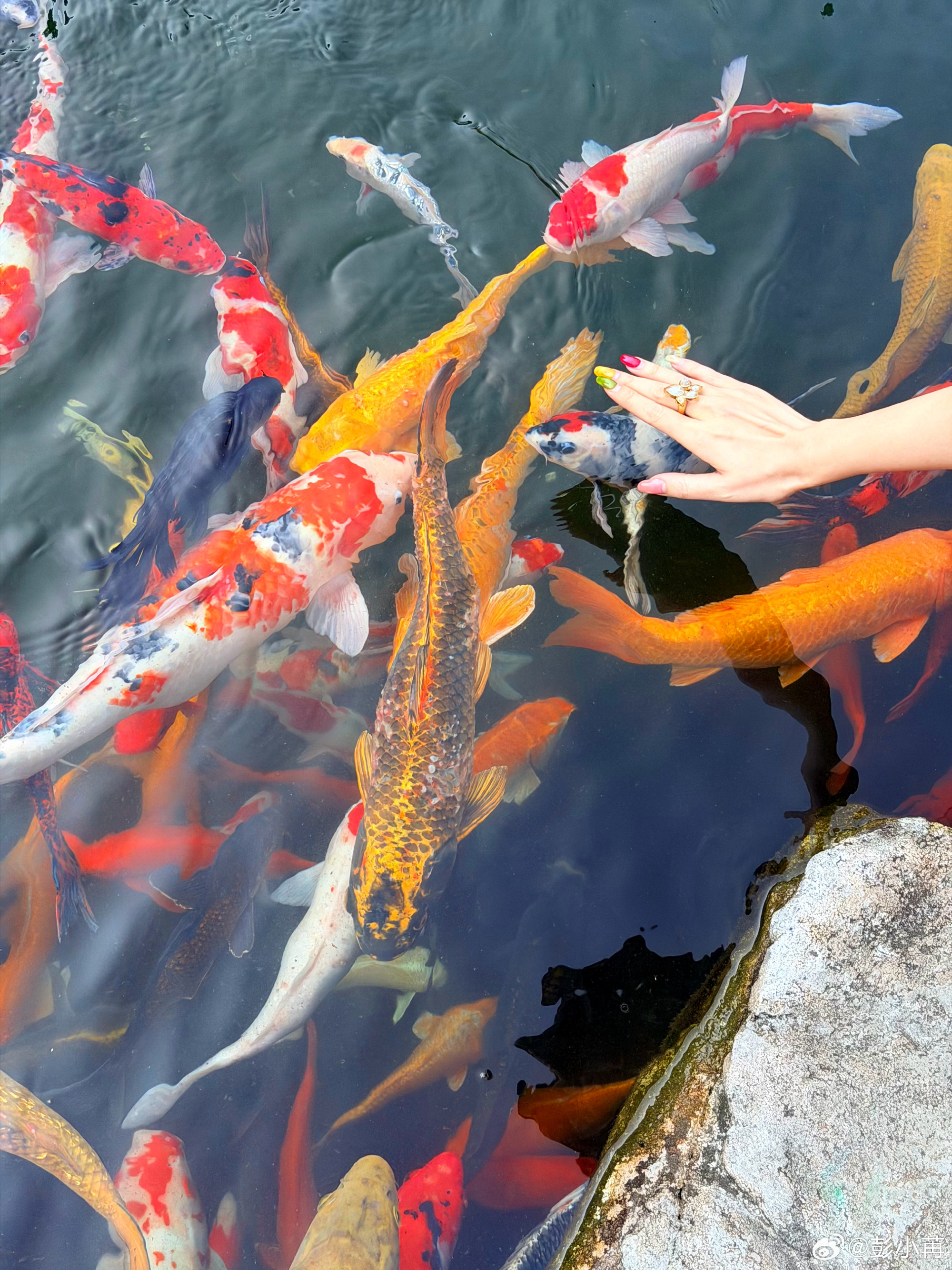 彭小苒新年晒照 穿露背裙空中跳芭蕾秀美腿