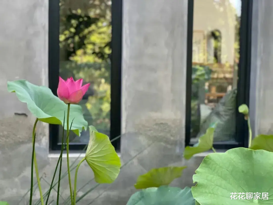 45岁殷桃的独居生活:深山养花种树,冥想打坐,尽享离异单身的清欢。