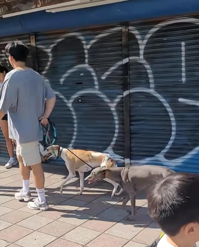 43岁彭于晏遛狗被围堵！胡子拉碴穿拖鞋，肌肉撑爆T恤