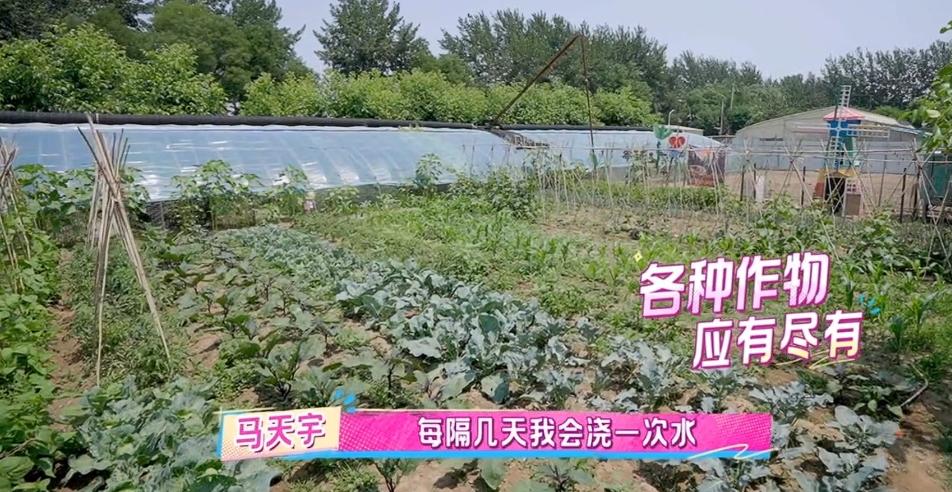 马天宇的院子又火了，仅一菜园、鸡舍就圈粉百万，一看就不是摆拍
