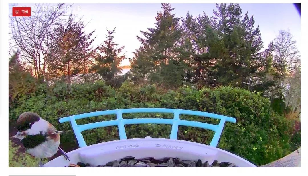 李现也来参与的“观鸟”,在全球拥有千亿级市场|产品观察