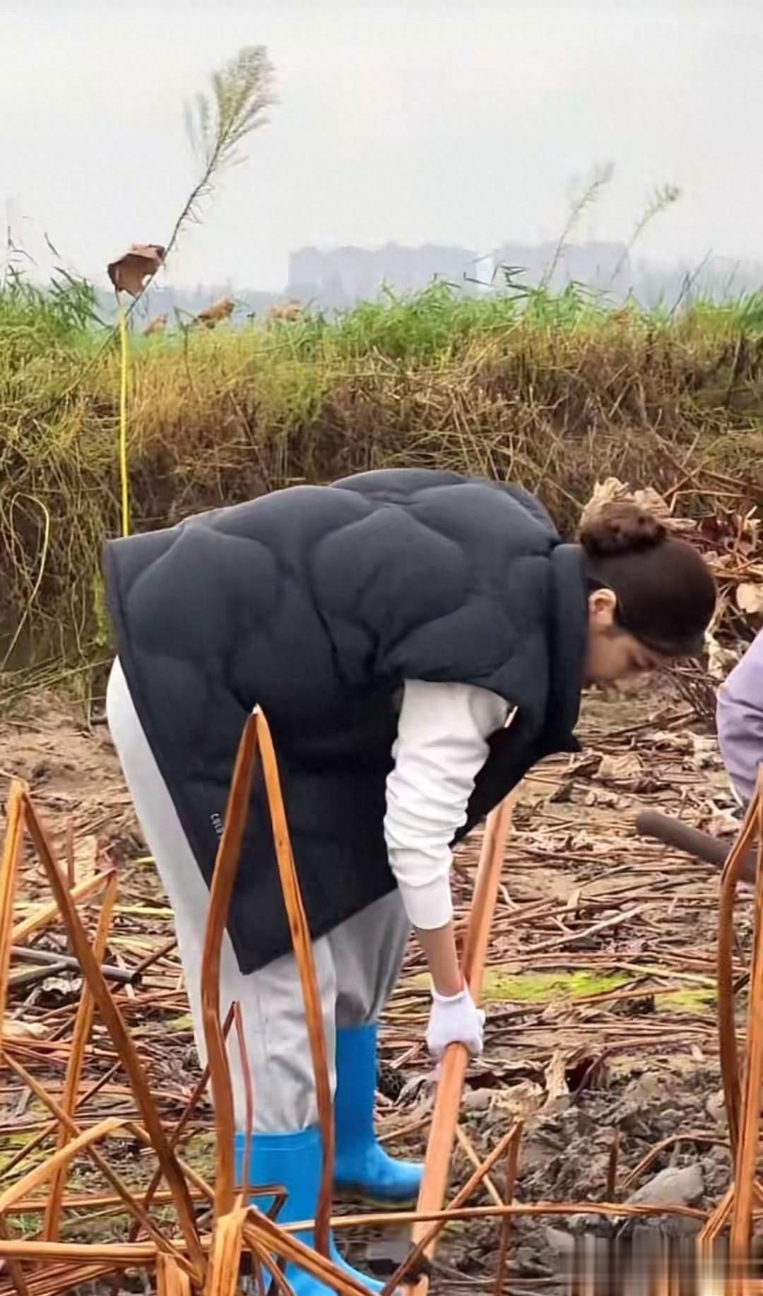 49岁曾黎扎进泥地挖藕超卖力，卫衣马甲穿搭，比路人还接地气