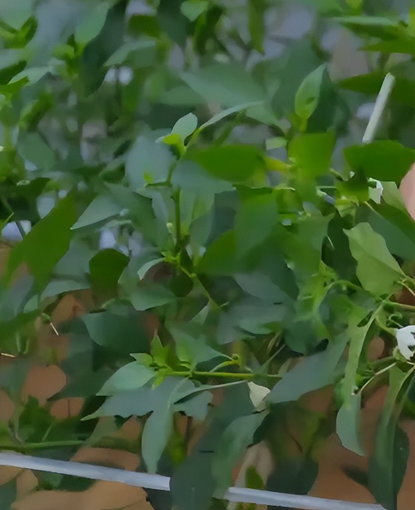 知人知面不知心！孙艺洲无视名贵草表情淡漠，全靠杨迪怒吼挽回