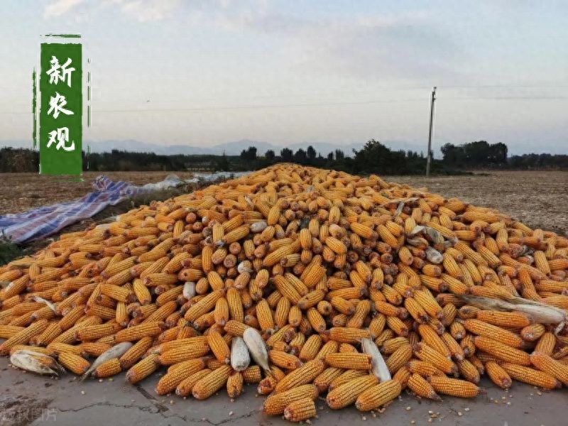 玉米突然“一动一静”，有点瘆人！