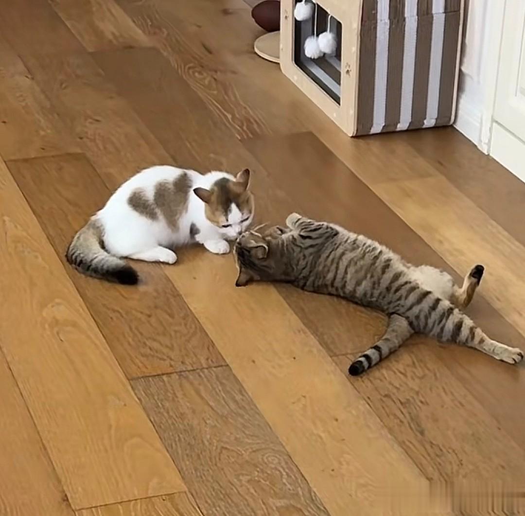 张馨予晒家中2猫1狗，何捷穿大裤衩出镜，给小猫梳毛非常温柔