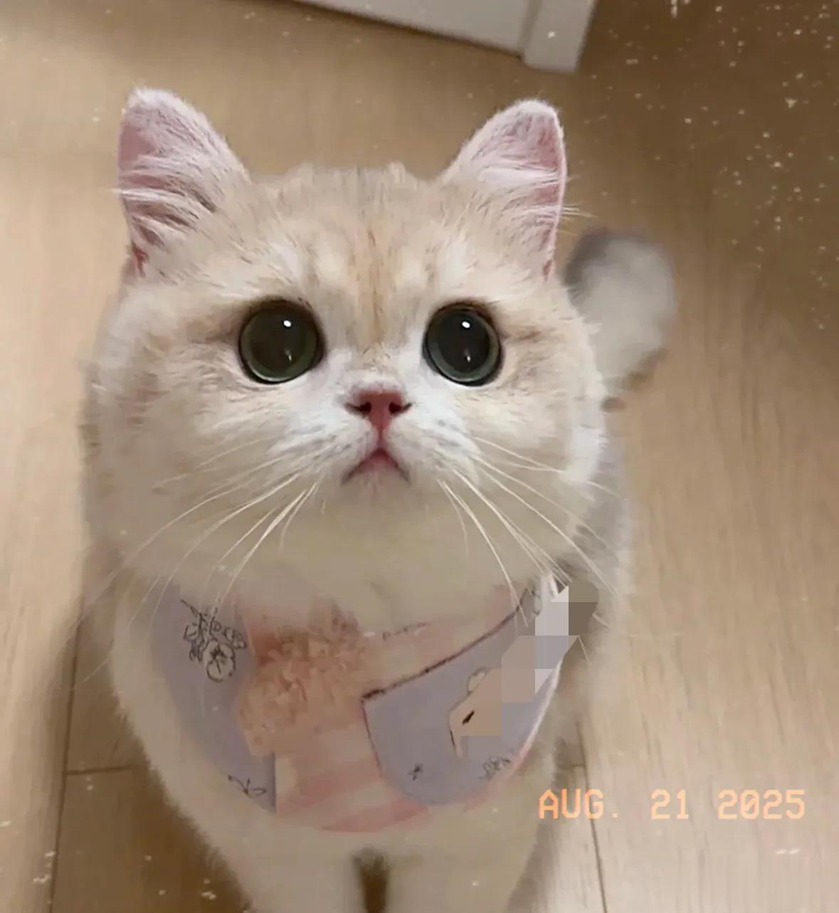 叶柯亚宠展被偶遇，本人比直播时漂亮，撞脸黄晓明前女友李菲儿！