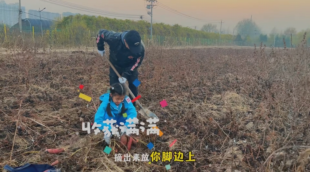 汪峰带女儿去农村挖红薯！醒醒刨土背白菜不娇气，章子怡教导有方