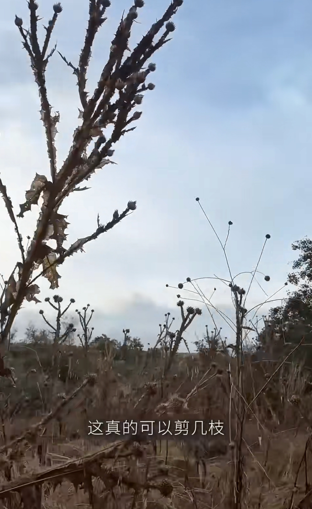 梅婷带老公野外晨跑,穿件单衣抱大树疗愈,50岁素颜显老有双下巴