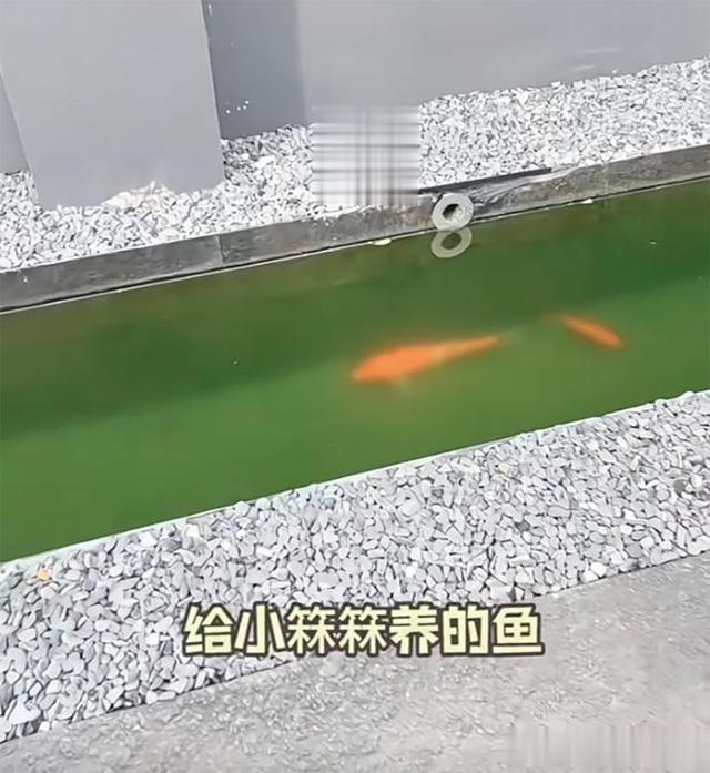 张兰晒出汪小菲豪宅内景！花园鱼池藏父爱，儿女房间惹泪目！