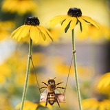 奇科夜谈小姐姐