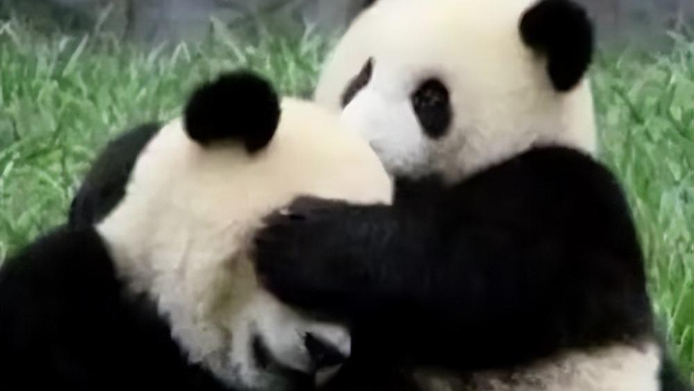 小默笙想和前夫生二胎，相声富二代吃小药丸陪富婆