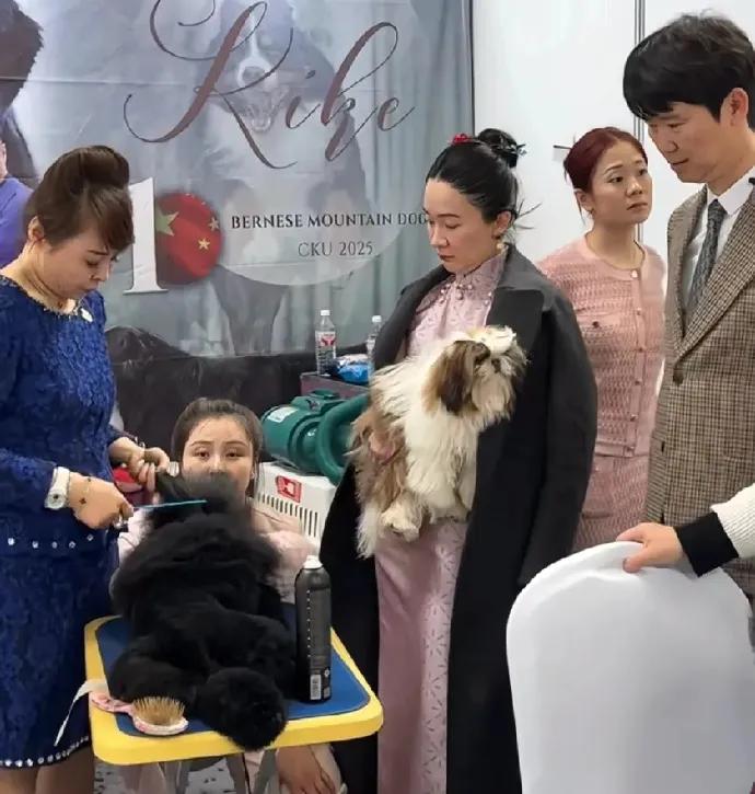 网友偶遇霍思燕现身青岛犬展，连换两套旗袍亮相，全程亲自牵狗