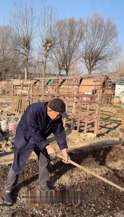 梅婷去菜园子帮公公干活!翻地种小白菜不会用铁锹,被宠成亲闺女