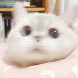 平静枫叶