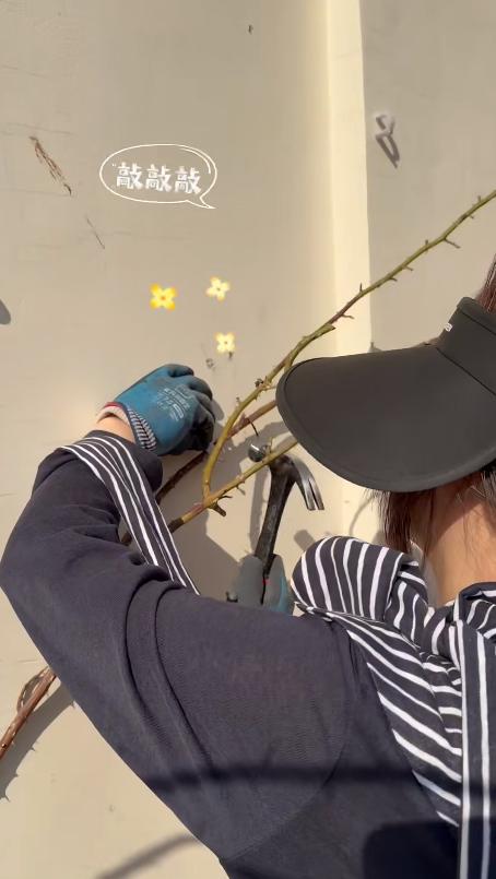 邓莎离婚后晒北京别墅！亲自动手修剪扒土打扫院子，活得潇洒自在