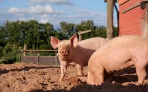 985博士去养猪，全村都看不起，甚至妻子还要提出离婚；直到一份红头文件让所有人彻底闭嘴