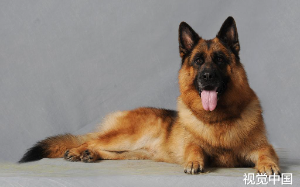 军犬在老家槐树下疯狂刨土，爪子流血也不停，直到刨出一个铁盒子，李大妈看到后瘫坐在地上……