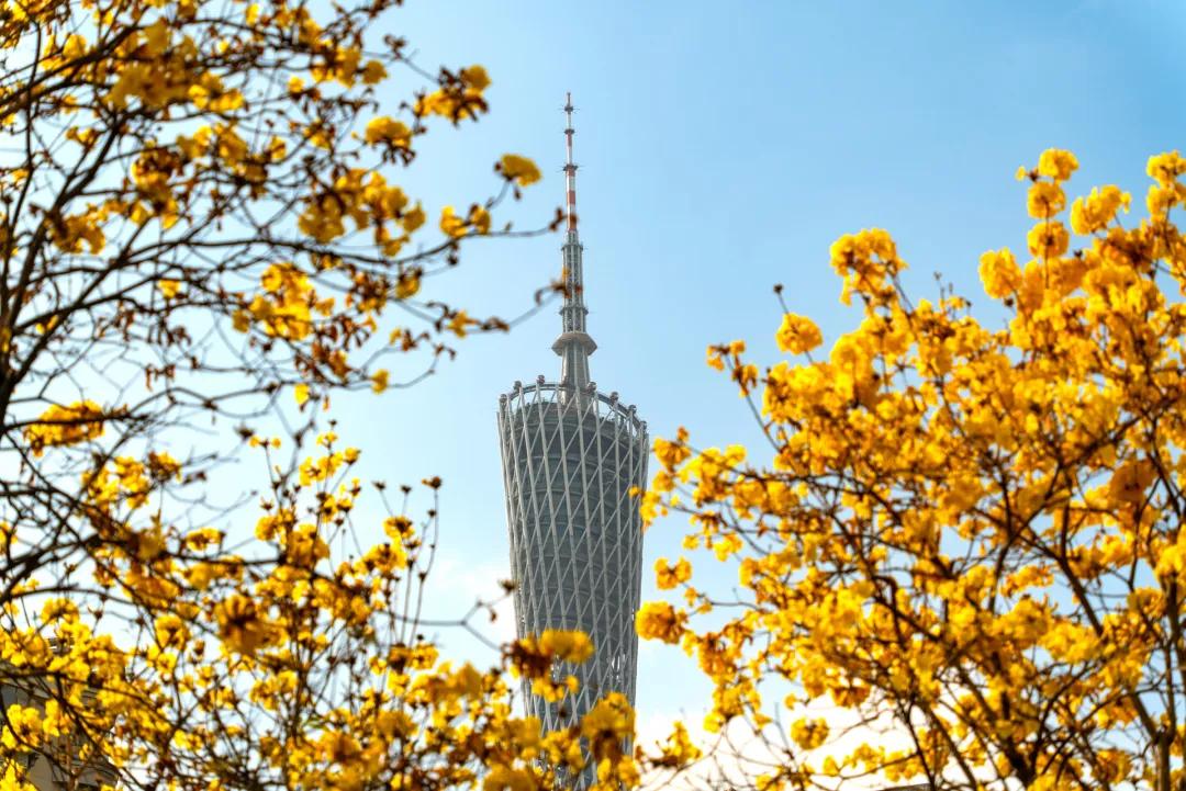 一天五场，为什么顶流歌手扎堆来广州开唱？